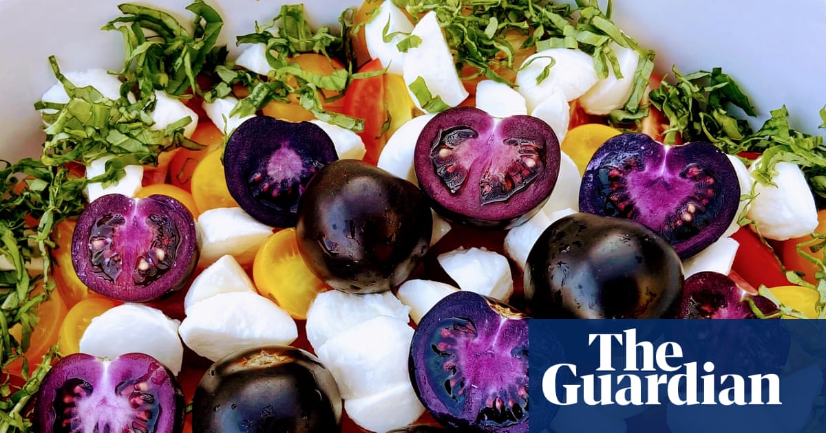 Genetically modified purple tomatoes get green light to be sold in Australia | Food