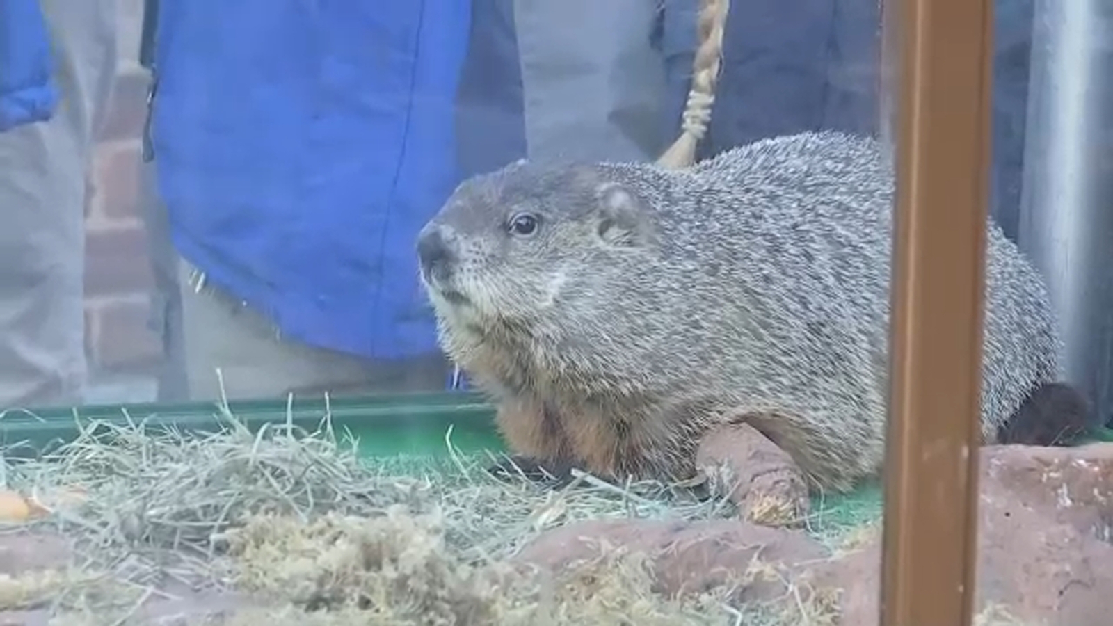 Groundhog Day 2026: Will NYC's Staten Island Chuck see his shadow?