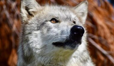 GPS-collared wolf crosses into Nevada from California | California News