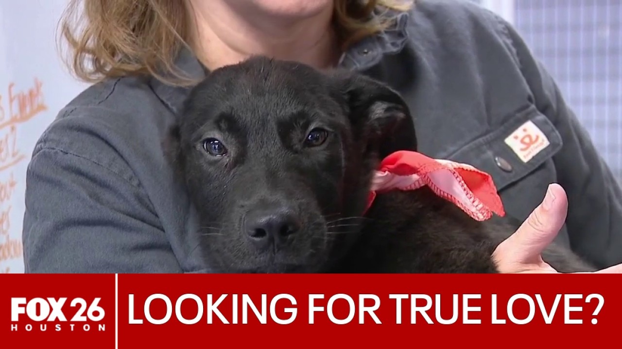 Looking to find true love this Valentine's Day? 