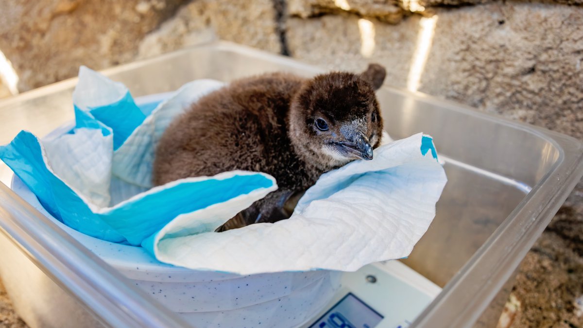 Birch Aquarium celebrates first Little Blue Penguin chick raised by parents – NBC 7 San Diego
