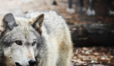 Wolf spotted in Truckee crosses into Nevada