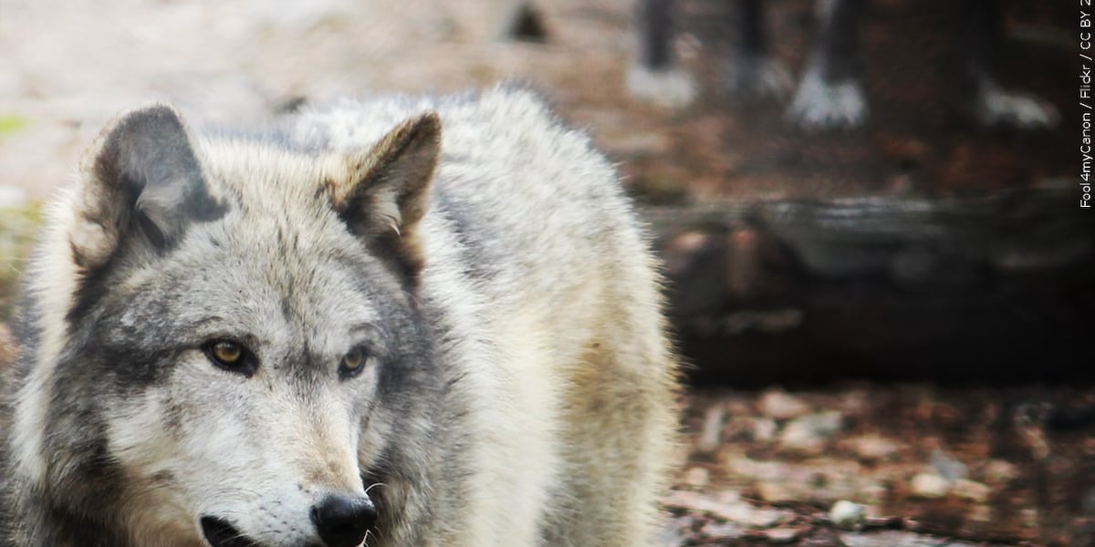 Wolf spotted in Truckee crosses into Nevada