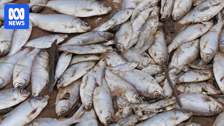 Up to 100,000 dead fish found on bank of Lake Menindee