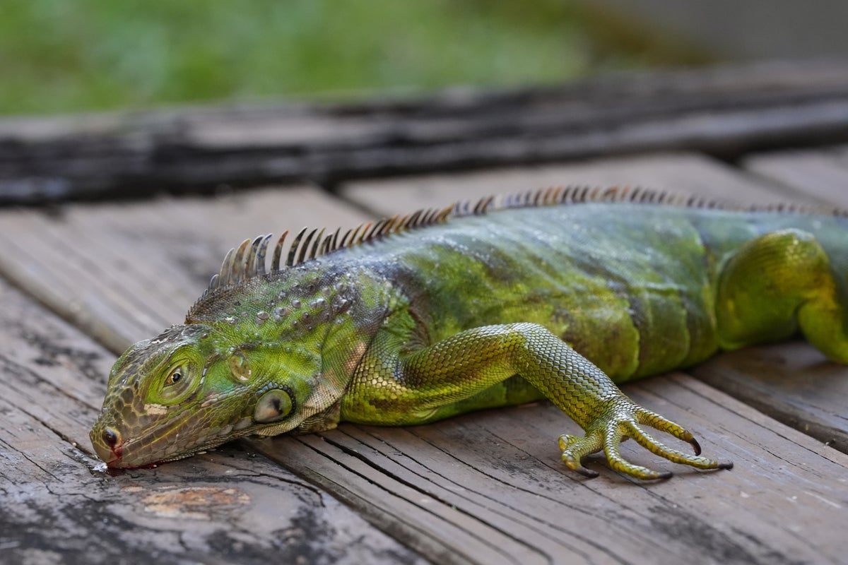 Iguanas have been falling from trees in Florida because of cold temps. So, naturally, people are putting them on pizza