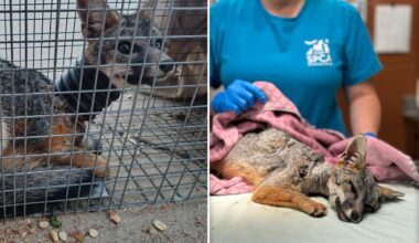 Neighbors rescue fox trapped with plastic pipe stuck around its neck