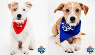 Puppy Bowl XXII parties are bounding into Southern California – NBC Los Angeles