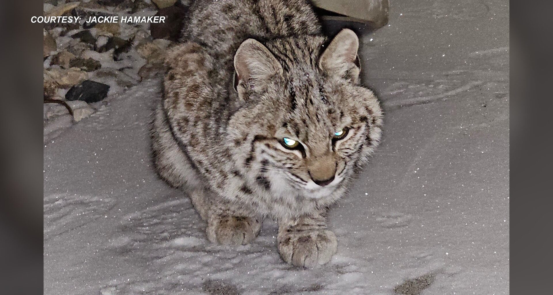Lincoln woman rescues malnourished baby bobcat; Nebraska Wildlife Rehab now restoring her back to health