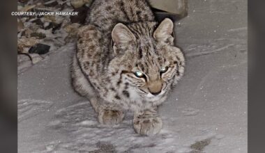 Lincoln woman rescues malnourished baby bobcat; Nebraska Wildlife Rehab now restoring her back to health