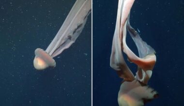 Rare bus-size creature seen in spectacular deep-sea footage
