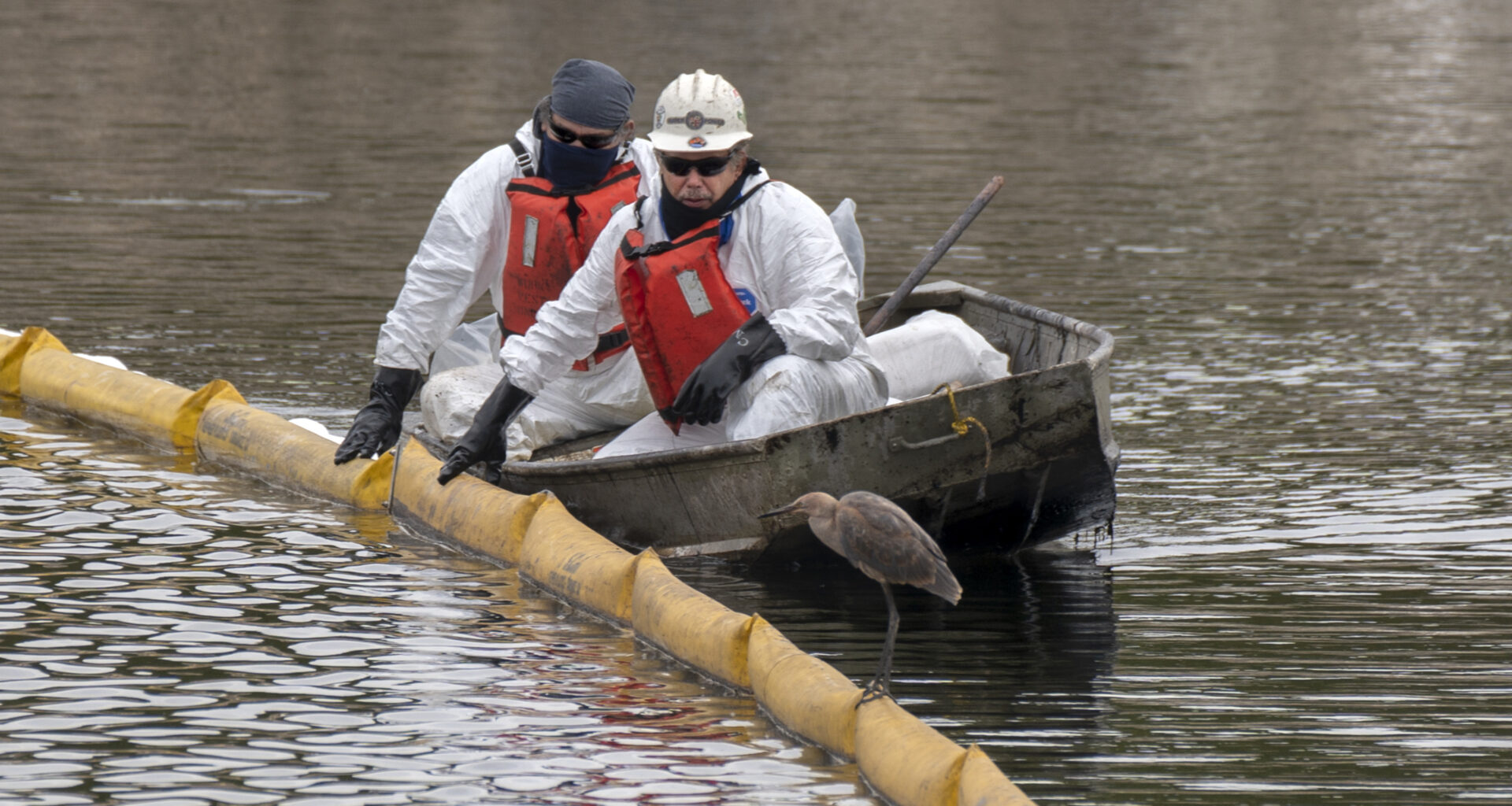 In Huntington Beach, California, a bird perches on a contamination containment boom in October 2021 as workers cleanup the Talbert Marsh after a spill off the coast of Huntington Beach threatens wildlife. Credit: Mindy Schauer/MediaNews Group/Orange County Register via Getty Images