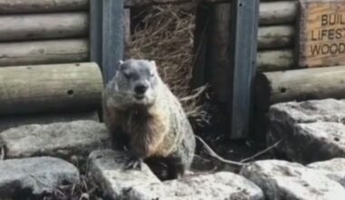 Did Staten Island Chuck see his shadow on Groundhog Day 2026?