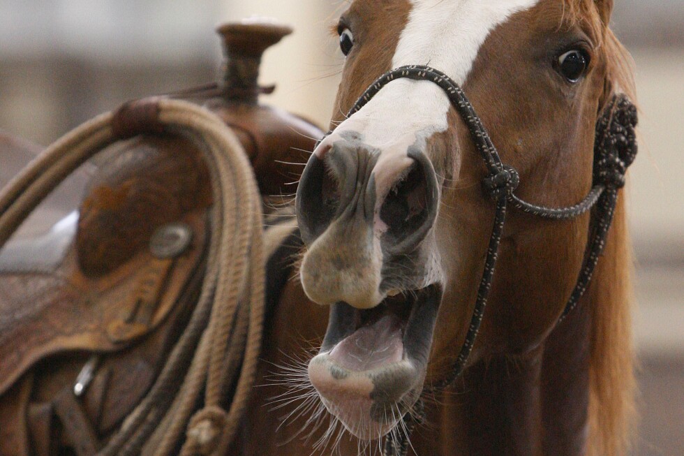 A horse whinny may be unique in the animal kingdom