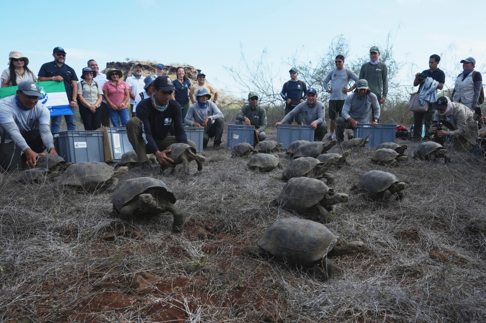 Giant tortoises reclaim Floreana Island in Galápagos after more than 150 years