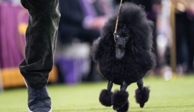 Westminster show couples bond over dogs, and each other