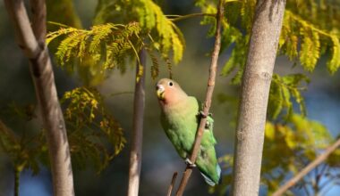What Phoenix's lovebirds can teach us about love and partnership