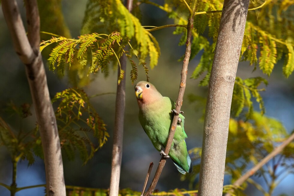 What Phoenix's lovebirds can teach us about love and partnership
