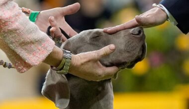7 dogs competing for Westminster show's big prize