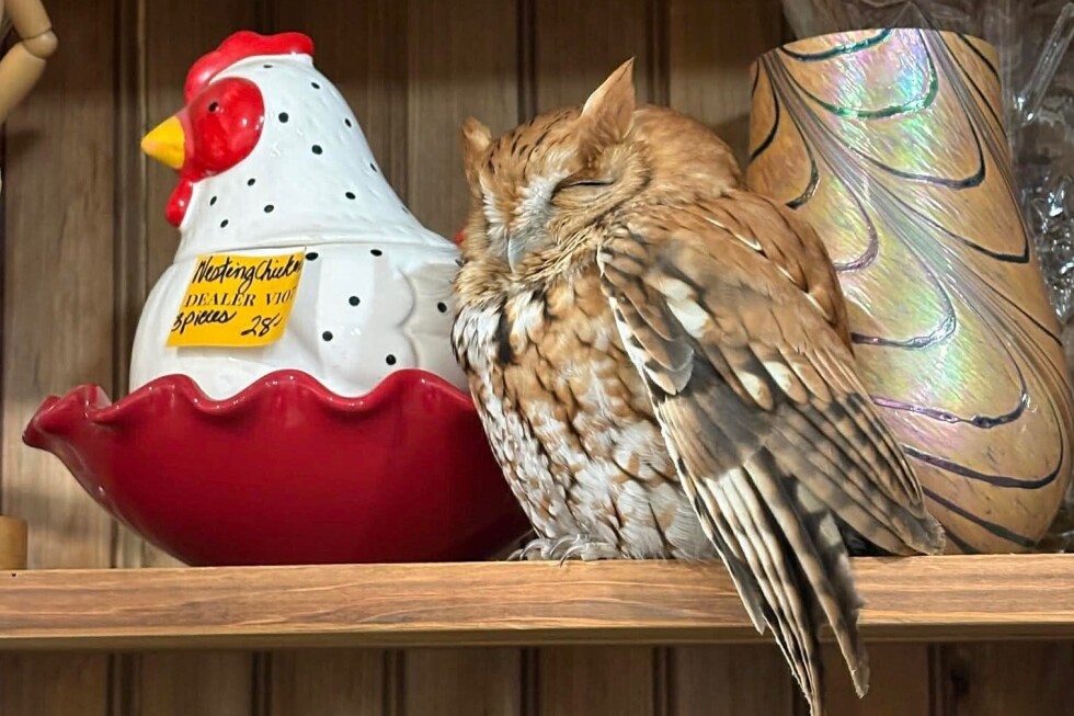 Shoppers in upstate New York discover live owl in antique store