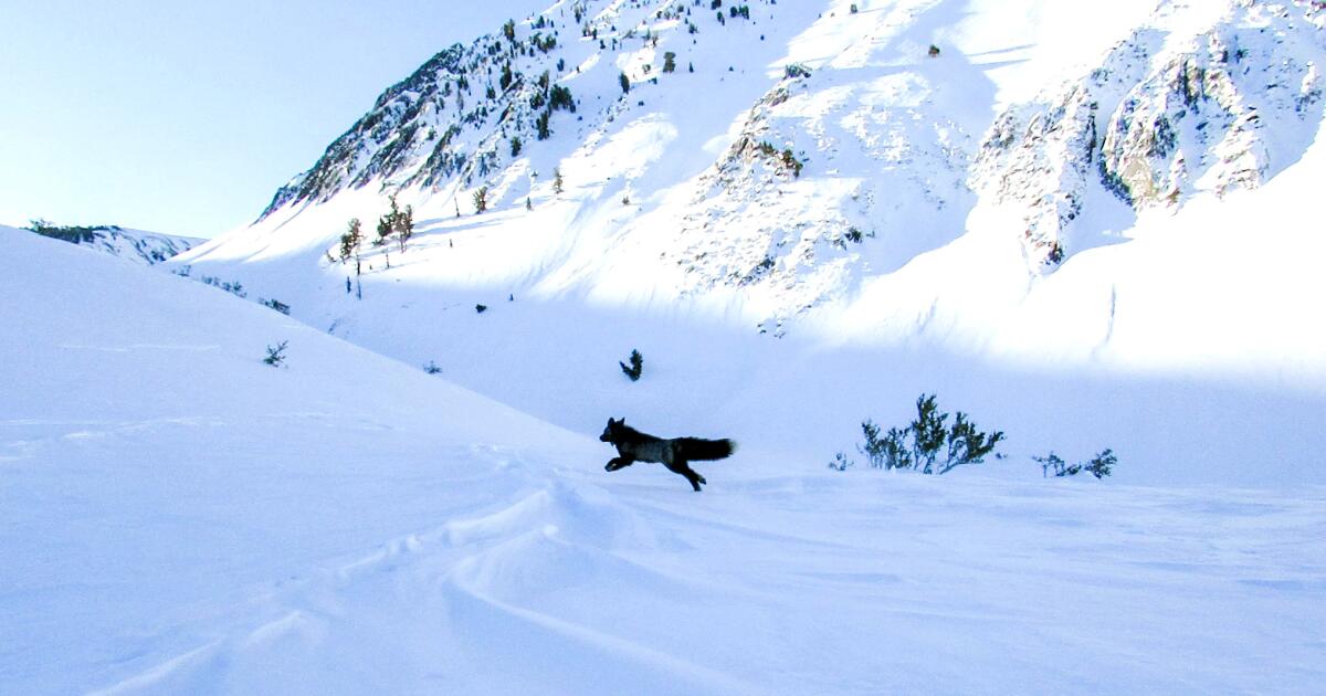 For the first time in the Sierra, scientists snap a GPS collar on one of the nation's rarest mammals