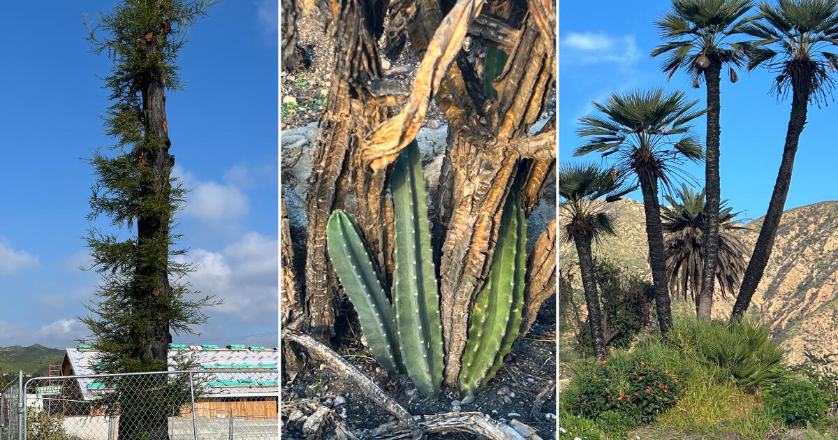 Celebrating the resiliency of plants in our L.A. burn areas