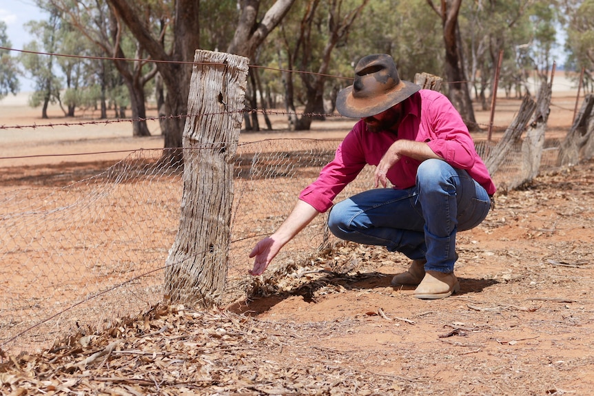 Farmer Peter O'Brien kneeling at the fence, where the rabbits are getting through.