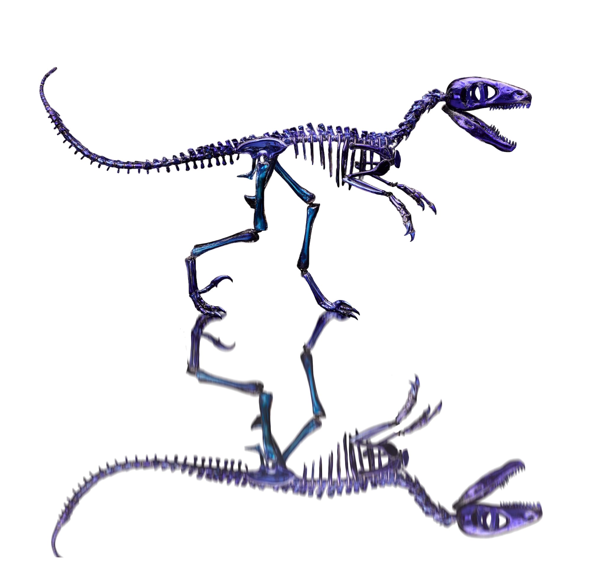 A life-size Dakotaraptor dinosaur skeleton made from blue glass, reflected against a white background