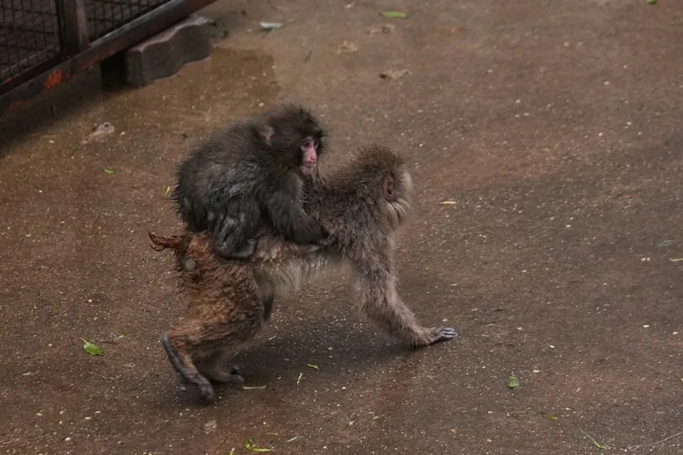 punch the monkey