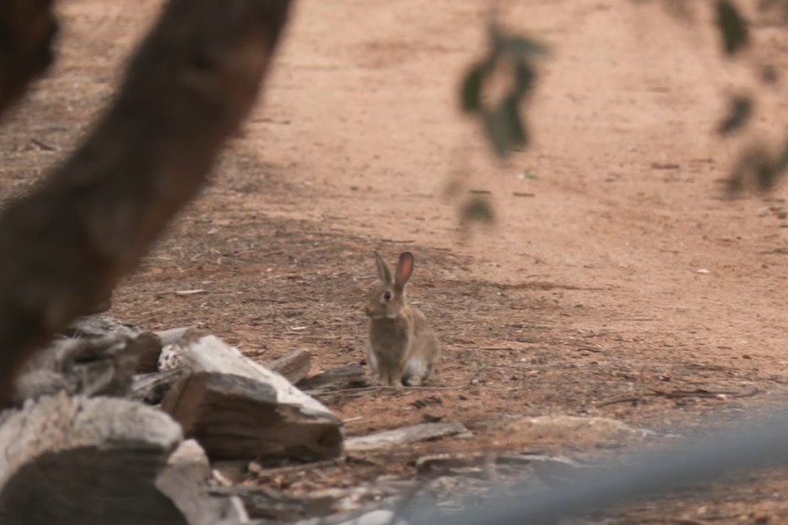 A picture of a dry paddock with rabbit in the centre of it