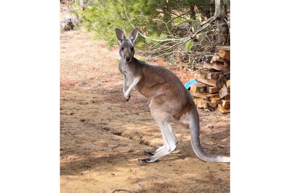 High-jumping kangaroo escapes petting zoo and roams free for three days