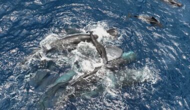 Rare video of a sperm whale birth shows female animals working together