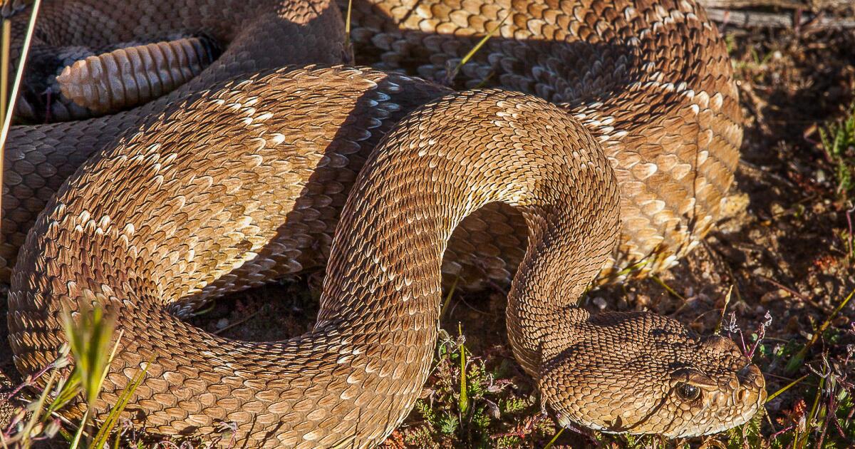 A second fatal rattlesnake bite on a Southern California hiking trail