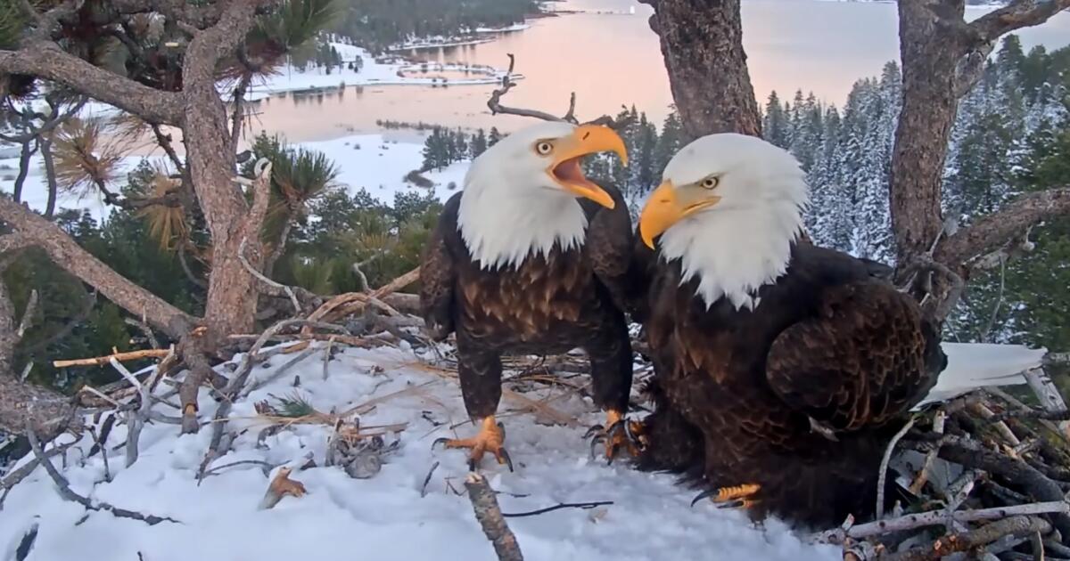 How Jackie met Shadow: The story behind Big Bear’s famous eagles