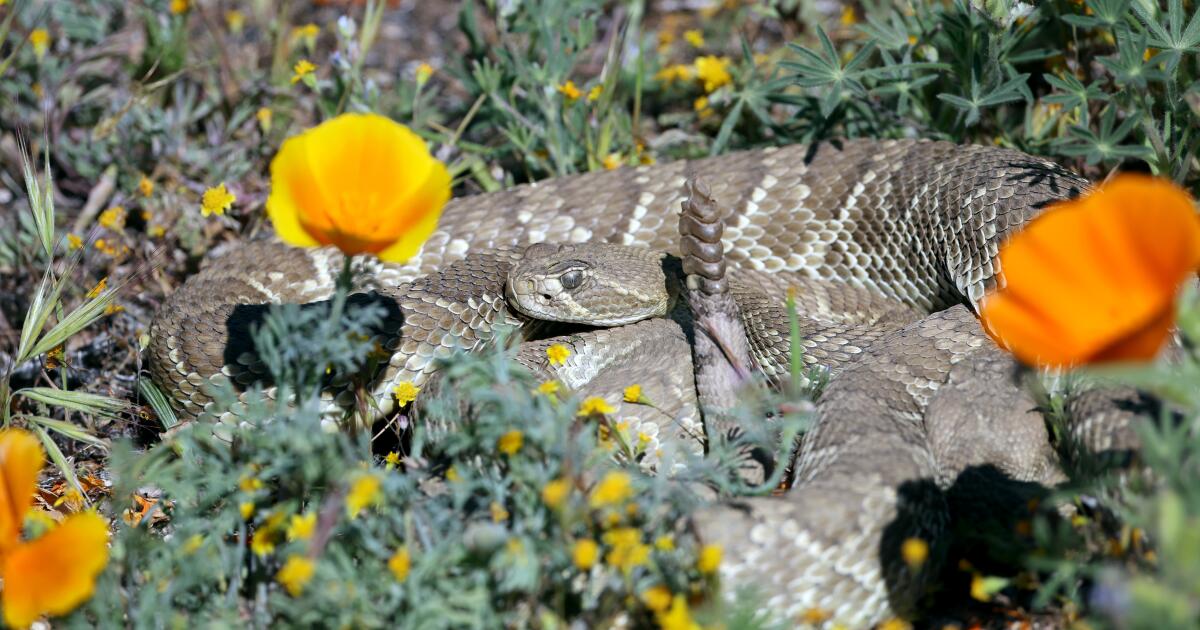 Video: Mojave 'green' rattlesnake is a poppy field surprise