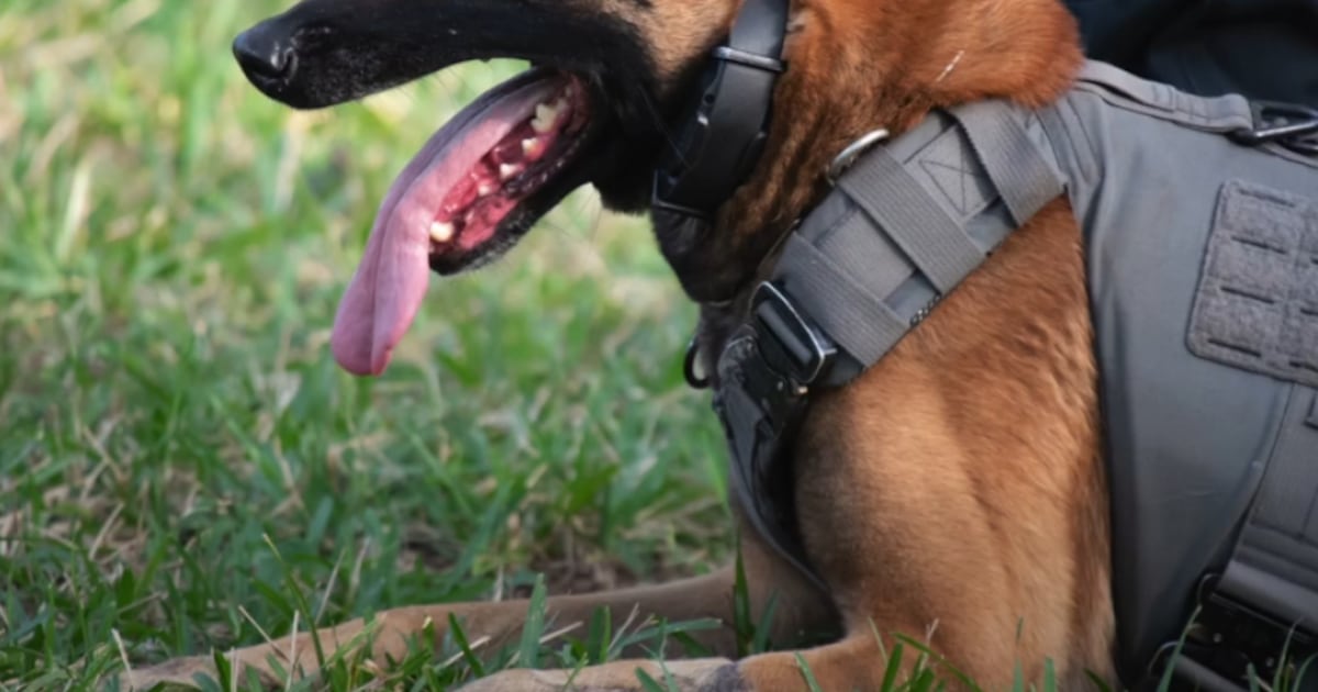 K9 Bear retires from Jacksonville Beach Police Department after nearly eight years of service – Action News Jax