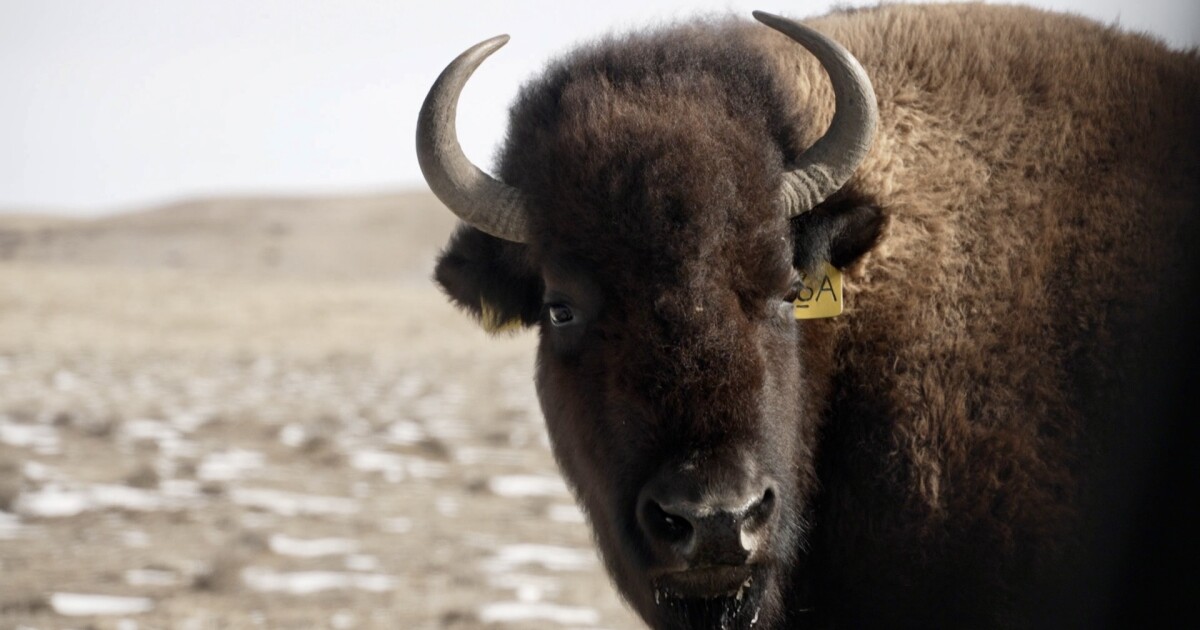 Northern Colorado's 11-year journey to restore the west's most iconic species