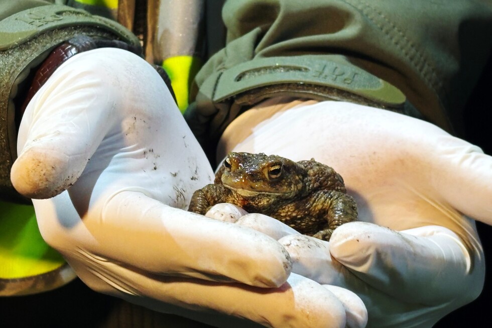 Toads and frogs survive a tricky road journey with Polish volunteers' help