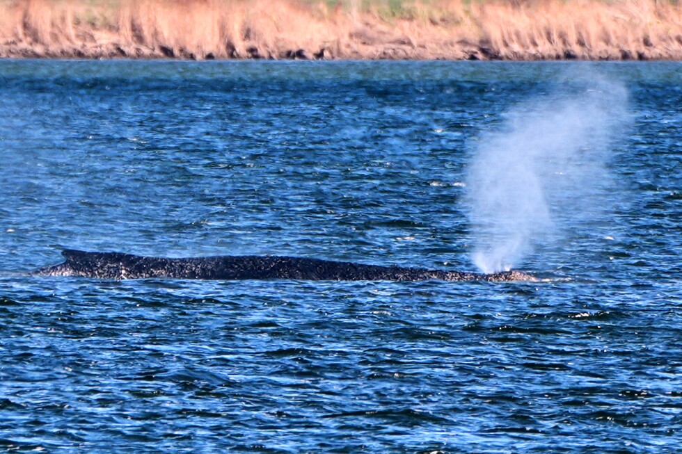 Rescuers try to save stranded whale Timmy with the help of air cushions