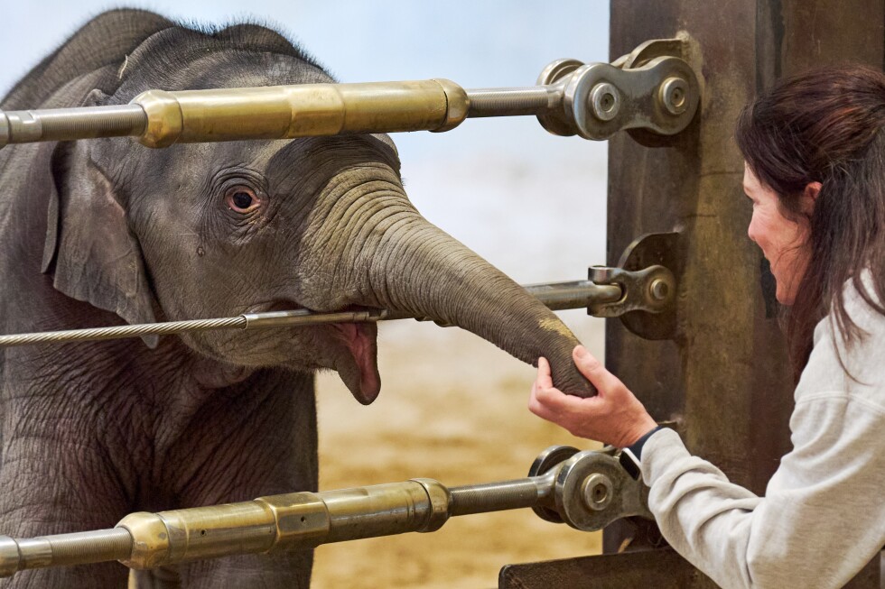 Asian elephant calf makes her public debut at DC's National Zoo