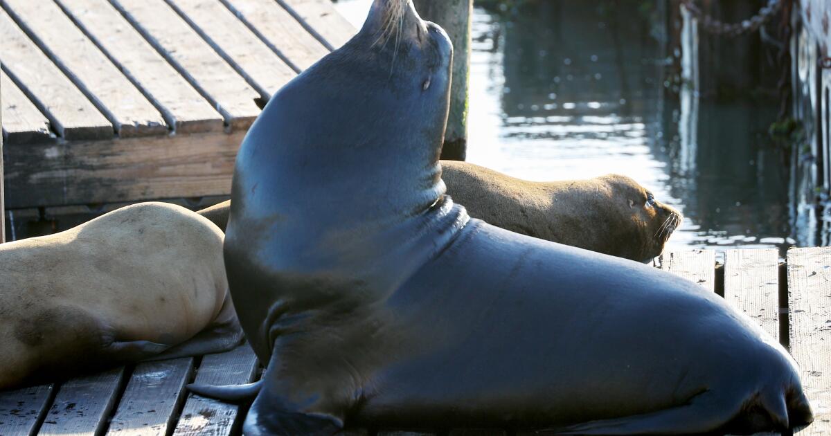 'Chonkers,' the massive sea lion, is drawing crowds at San Francisco pier