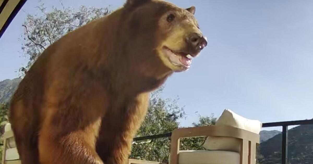 California could launch a wildlife coexistence program amid anger over mama bear's death