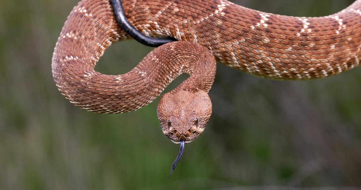 A third Californian, bitten three times, dies from snakebite