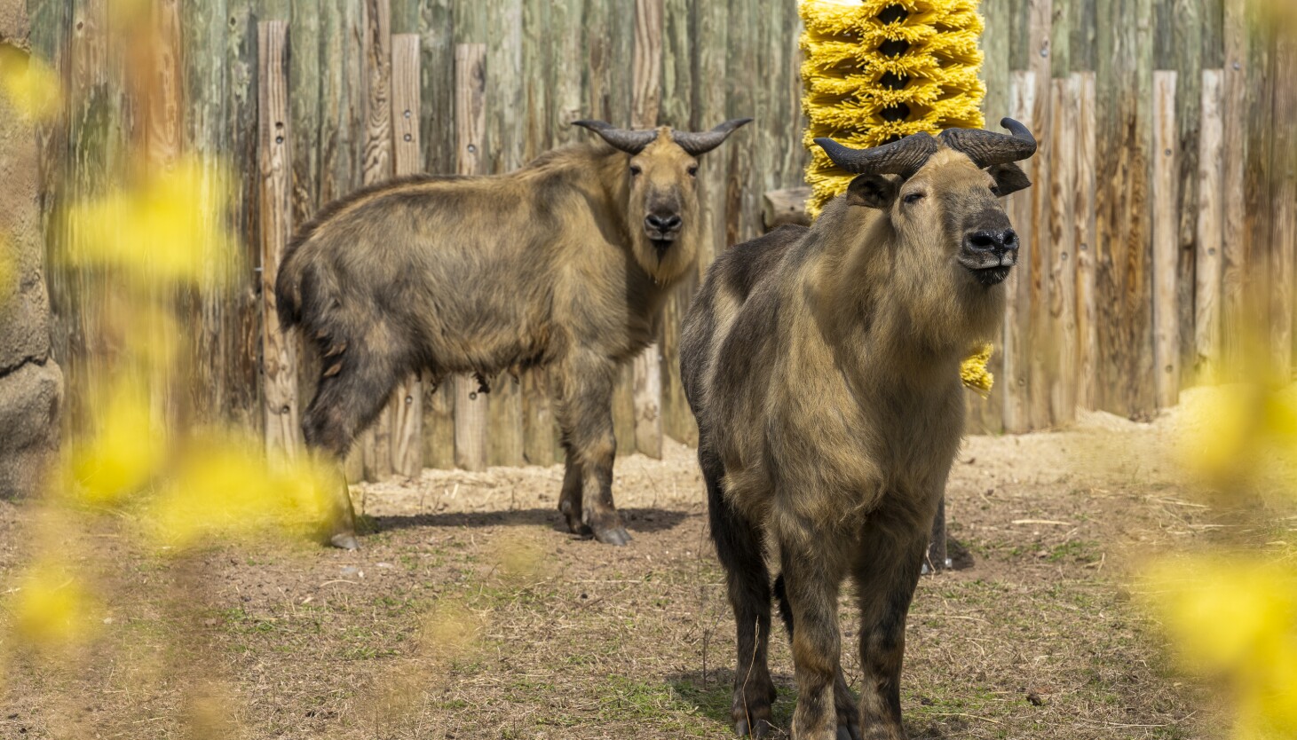 Lincoln Park Zoo adopts two young Sichuan takin brothers