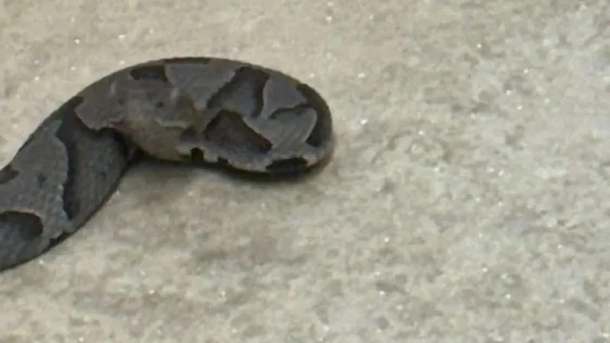 Homeowner shares photo of mystery snake spotted in North Carolina basement