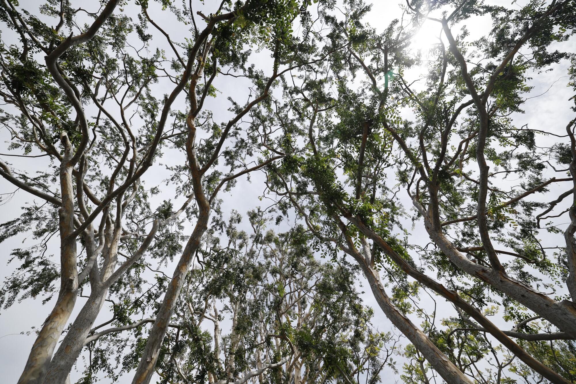 Chinese elm trees