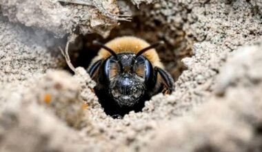 A New York Cemetery Was Hiding Over 5 Million Burrowing Bees, One of the World's Largest Concentrations