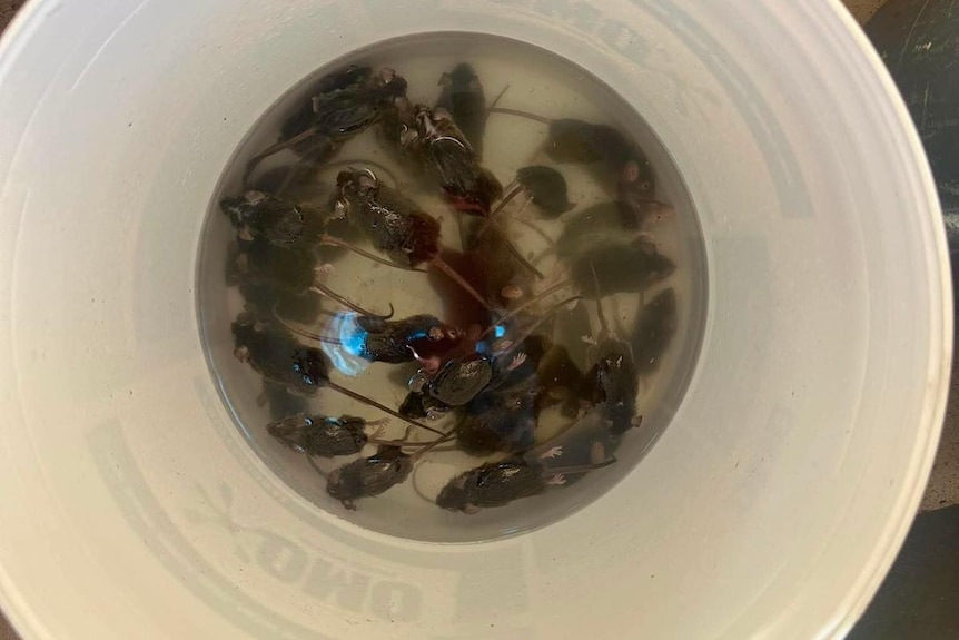 Dead mice are found floating in a bucket of water.