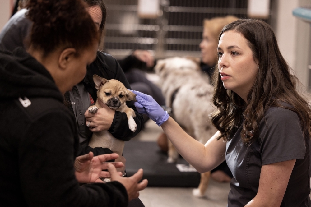 Veg ER for Pets services include urgent care, surgery and diagnostics. (Courtesy Veg ER for Pets)