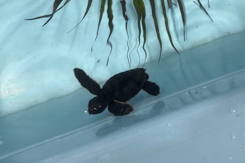 A baby turtle swimming in a tank with a palm leaf in it