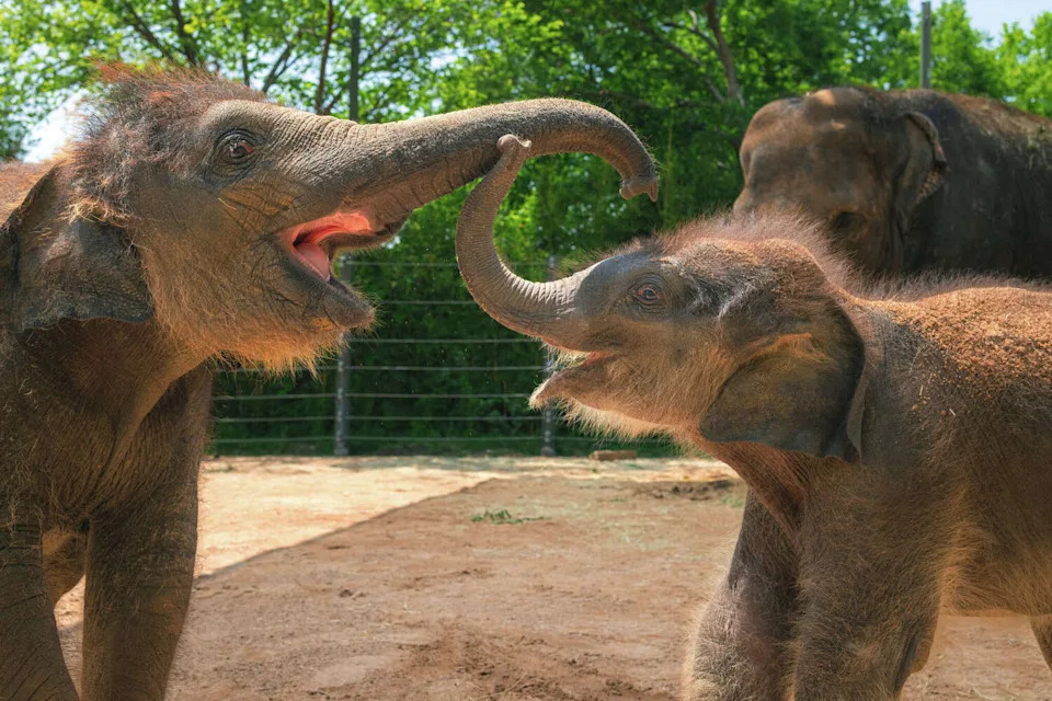 Sam Houston, the Fort Worth Zoo's newest Asian elephant calf, was born on April 1, 2026. (Fort Worth Zoo )